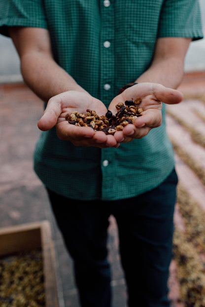 Costa Rica - Diego Robelo - Centroamericano Red Honey