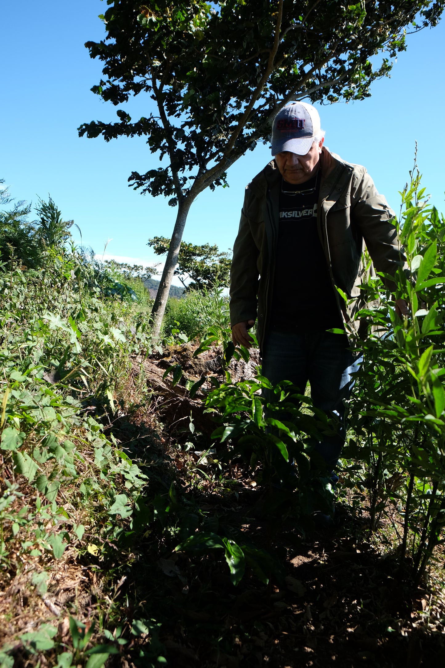 El Salvador - Diego Baraona - SL28 Black Honey